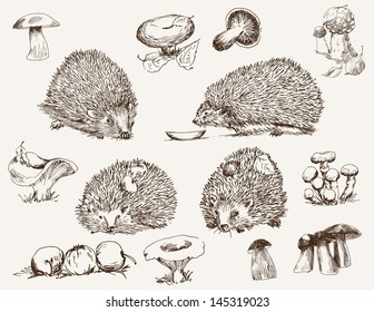 hedgehog. set of vector sketches