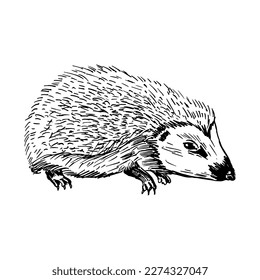 Hedgehog. Side view. Drawing with black lines, marker, line art. Vector illustration