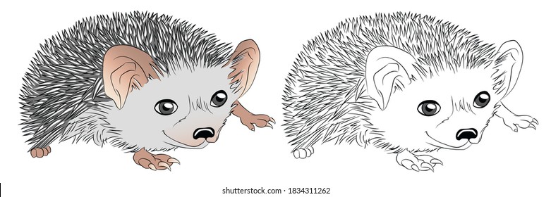 The hedgehog is sitting. Coloring and colored designs. Clipart set for kids activity coloring book, t shirt print, icon, logo, label, patch or sticker. Vector illustration.