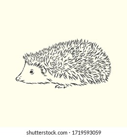 Hedgehog sketch drawing isolated on white background, hedgehog, vector sketch illustration