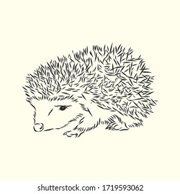 Hedgehog sketch drawing isolated on white background, hedgehog, vector sketch illustration