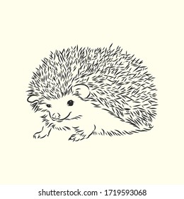 Hedgehog sketch drawing isolated on white background, hedgehog, vector sketch illustration