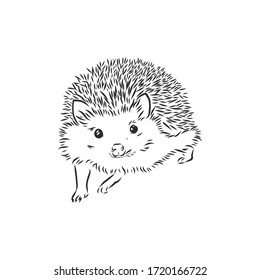 Hedgehog sketch drawing isolated on white background, hedgehog, vector sketch illustration