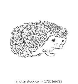 Hedgehog sketch drawing isolated on white background, hedgehog, vector sketch illustration