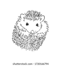 Hedgehog sketch drawing isolated on white background, hedgehog, vector sketch illustration