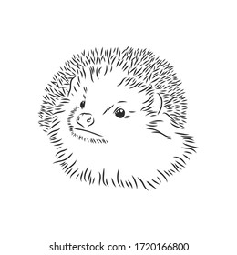 Hedgehog sketch drawing isolated on white background, hedgehog, vector sketch illustration