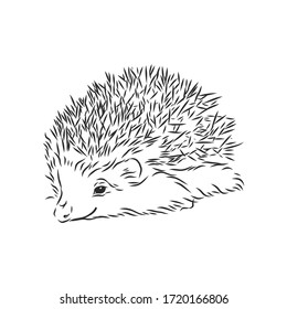 Hedgehog sketch drawing isolated on white background, hedgehog, vector sketch illustration