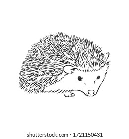 Hedgehog Sketch Drawing Isolated On White Stock Vector (Royalty Free ...