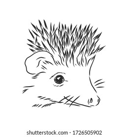 Hedgehog sketch drawing isolated on white background, hedgehog, vector sketch illustration