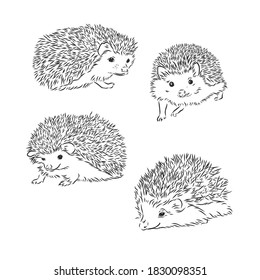 Hedgehog sketch drawing isolated on white background, hedgehog, vector sketch illustration