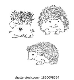 Hedgehog sketch drawing isolated on white background, hedgehog, vector sketch illustration