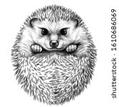 Hedgehog. Sketch, drawn, black-and-white portrait of a hedgehog on a white background.