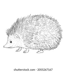 Hedgehog Sketch Hand Drawn Vector Illustration on White Background