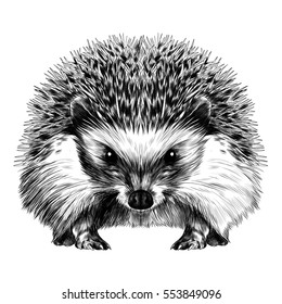 Hedgehog Sketch Vector