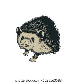 Hedgehog. Spiny forest animal. Cute porcupine isolated on white background. Vector engraved hand drawn old vintage sketch for tattoo, label, poster, t-shirt design or other uses