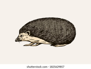 Hedgehog or Spiny forest animal. Prickly creature. Side view. Vector Engraved hand drawn Vintage sketch for label or poster.