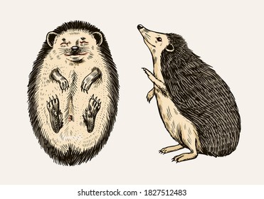 Hedgehog or Spiny forest animal. Prickly creatures. Vector Engraved hand drawn Vintage sketch for label or poster.