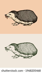 Hedgehog or Spiny forest animal with a worm. Prickly creature. Side view. Vector Engraved hand drawn Vintage sketch for label or poster.
