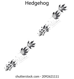 Hedgehog-Stufen, Fußabdruck, Trail. Eichhörnchenspuren. Typische Fußabdrücke 