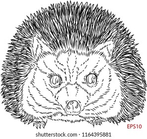 hedgehog vector illustration