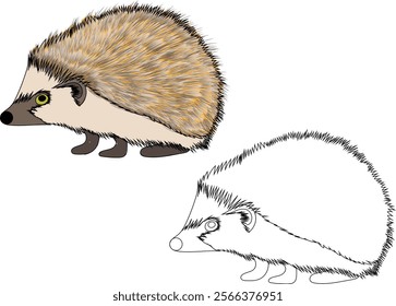 Hedgehog vector illustration clipart. Coloring page or coloring book for kids with color examples. Isolation on White Background