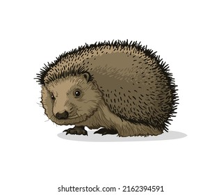 Ilustración vectorial de pedernal. Hedgehog aislado en el fondo blanco.