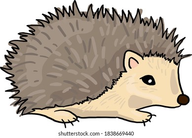 hedgehog vector illustration on transparent background