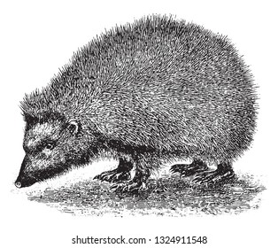 Hedgehog, vintage engraved illustration. From Deutch Vogel Teaching in Zoology.
