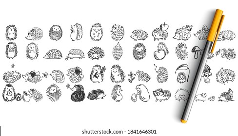Hedgehogs doolde set. Collection of pencil pen ink hand drawn sketches templates patterns of forest prickly animal isolated in line. Autumn symbol and wildlife nature illustration.