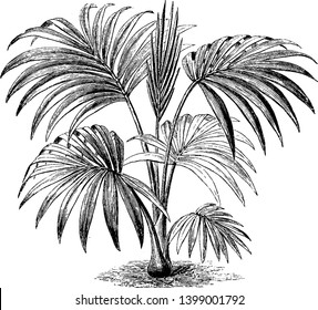 Hedyscepe Canterburyana Is A Tall Stove Palm. The Tree Grows To Be Thirty Two Feet Tall & Is Native To Lord Howe Island, Australia, Vintage Line Drawing Or Engraving Illustration.