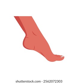 Heel, Human Body Part Illustration