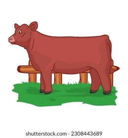 heifer cattle cartoon is preparing for livestock show in the paddock