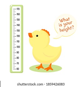 Height chart with cute baby chicken. Kids meter with cartoon bird. Inscription - What is your height? Meter wall or baby scale of growth. Vector EPS8