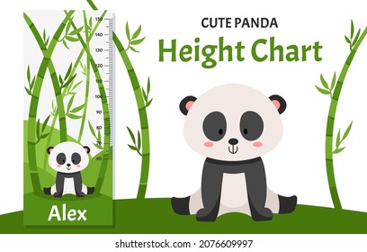 Height chart with cute little panda in bamboo forest. Children illustration in vector flat style
