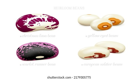 Heirloom beans (european soldier, yellow eyed, christmas lima, scarlet runner) isolated on white background. Side view. Realistic vector illustration.