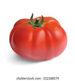 Heirloom Garden Tomato. Photo-realistic hand drawn vector illustration of a plump, fleshy garden tomato, on white background. 