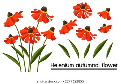 Helenium autumnal flower background.Eps 10 vector.