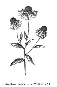 Helenium vector illustration. Hand-drawn autumn flower sketch. Wildflower drawing. Floral design element in engraved style. Not AI generated