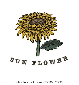 Helianthus Botanical Illustration, Yellow Sun Flower Vector Illustration, vintage Hand drawn style. Good for Icon logo, label, element, decoration. 