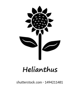 Helianthus glyph icon. Sunflower head with name inscription. Field blooming flower. Agriculture symbol. Wild plant. Summer blossom. Silhouette symbol. Negative space. Vector isolated illustration