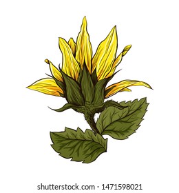 Helianthus hand drawn vector illustration. Beautiful flower, blooming sunflower. Agriculture, summer nature cartoon symbol. Sunflower blossom, wildflower with green leaves and yellow petals