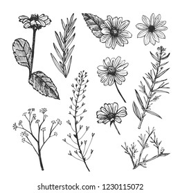 Helianthus and herb plants hand drawn sketch. Flowers and field herbs isolated on white background.