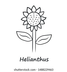 Helianthus linear icon. Thin line illustration. Sunflower head with name inscription. Field blooming flower. Agriculture symbol. Wild plant inflorescence. Contour symbol. Vector isolated drawing