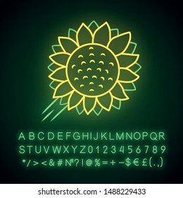 Helianthus neon light icon. Sunflower head. Field blooming flower. Agriculture symbol. Wild plant. Summer blossom. Glowing sign with alphabet, numbers and symbols. Vector isolated illustration