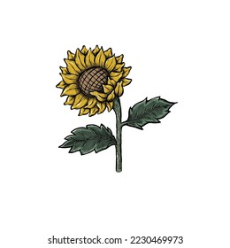 Helianthus, Yellow Sun Flower Vector Illustration, vintage Hand drawn style. Good for Icon logo, label, element, decoration. botanical Illustration
