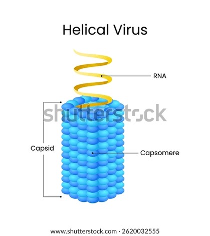 Helical Virus Structure Capsid, Capsomere and RNA