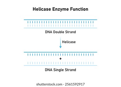 Helicase Enzyme Function Science Design. Vector Illustration.