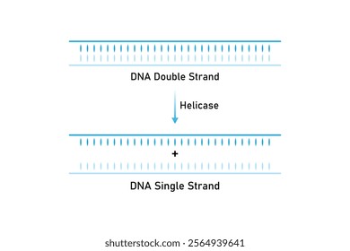 Helicase Enzyme Function Science Design. Vector Illustration.