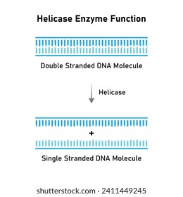 Diseño científico de la función enzimática de Helicase. Ilustración vectorial.