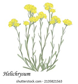 Helichrysum arenarium. Blooming immortelle bush with yellow flowers, realistic vector illustration.